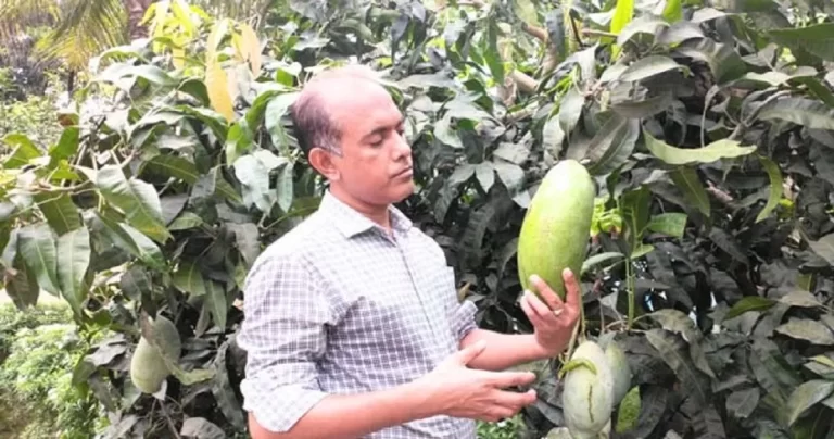 যশোরে এক আমের ওজন ৫ কেজি