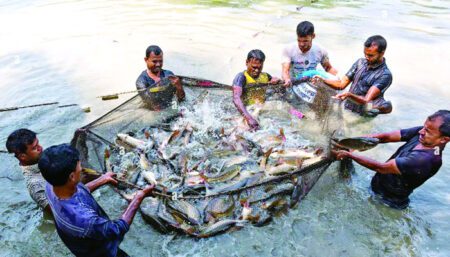 মাছ উৎপাদনে রেকর্ড গড়ছে যশোর