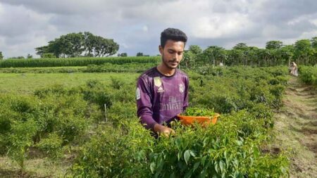 কল্যাণ : ঝিকরগাছার বারবাকপুর মাঠে ক্ষেতে মরিচ উঠাচ্ছেন মোস্তফা তামজীদ-উল ইসলাম