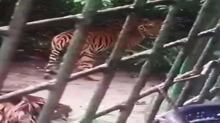 বন বিভাগের অফিসে আবার বাঘ, ভিডিও করলেন বনরক্ষী