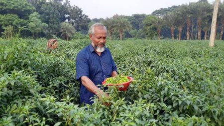 কল্যাণ : ঝিকরগাছার গদখালী মঠবাড়িয়া মাঠে ক্ষেত থেকে মরিচ উঠাচ্ছেন মতিয়ার রহমান
