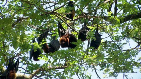 কপোতাক্ষ পাড়ে শতবর্ষী গাছে বাদুড়ের সাম্রাজ্য