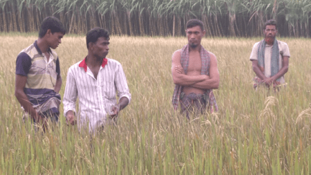 ইটভাটার আগুনে পুড়ে গেছে ফসল, দেড়শতাধিক কৃষকের মাথায় হাত