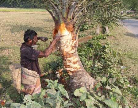 খেজুরের রস সংগ্রহের জন্য কেশবপুরে গাছিদের প্রস্তুতি