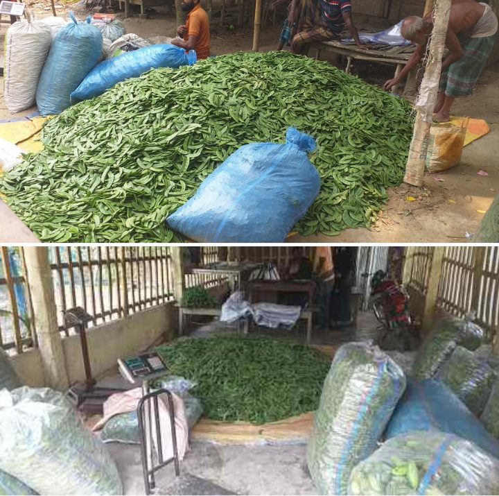 রাজগঞ্জে অসময়ে শিম চাষে বাজিমাত রাজগঞ্জে অসময়ে শিম চাষে বাজিমাত