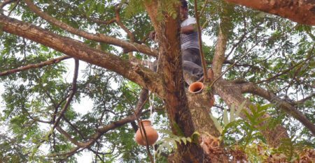 খুবিতে পাখির নিরাপদ আশ্রয় গড়তে গাছে গাছে মাটির হাঁড়ি