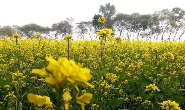 রাজগঞ্জের মাঠে মাঠে সরিষা ফুলের সমারোহ রাজগঞ্জের মাঠে মাঠে সরিষা ফুলের সমারোহ