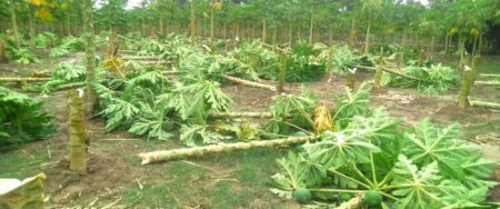 ঝিকরগাছাতে গভীর রাতে ৮’শ পেঁপে গাছ কেটে দিল দুর্বৃত্তরা