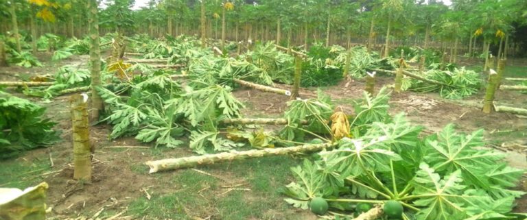 ঝিকরগাছাতে গভীর রাতে ৮’শ পেঁপে গাছ কেটে দিল দুর্বৃত্তরা