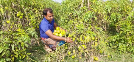 বিষমুক্ত টমেটো চাষে দেলোয়ারের বাজিমাত