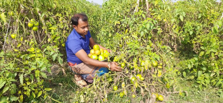 বিষমুক্ত টমেটো চাষে দেলোয়ারের বাজিমাত