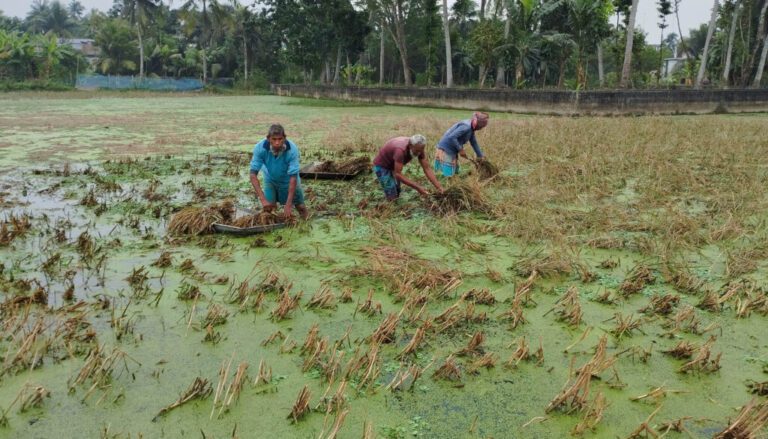 কেশবপুরে ঘেরের পানিতে ডুবছে কৃষকের আমন ধান