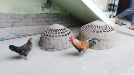 উপজেলা চত্বরে মুরগি প্রবেশ করায় আটকে রাখলেন ইউএনও