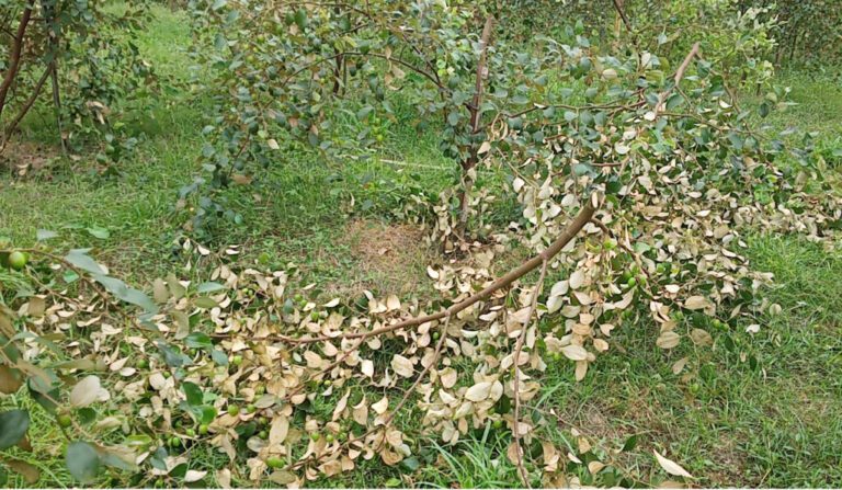 ফল আসা ২শ কুলগাছ কেটে দিল দুর্বৃত্তরা ফল আসা ২শ কুলগাছ কেটে দিল দুর্বৃত্তরা