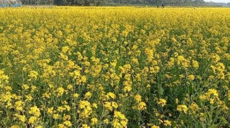 শার্শার বিস্তীর্ন মাঠ জুড়ে সরিষার আবাদ