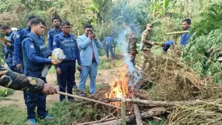 পাহাড়ে গাঁজার চাষ, ধ্বংস করল প্রশাসন