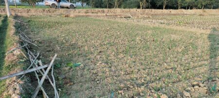 শত্রুতায় বনজ গাছ কেটে সাবাড়