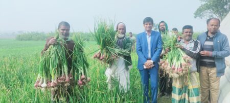 সংকট কমাতে শার্শায় ভারতীয় নাসিক-৫৩ জাতের পেঁয়াজ চাষ