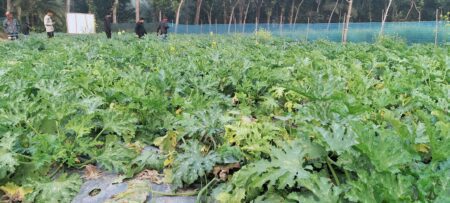 বিদেশি সবজি স্কোয়াসে শিক্ষার্থীর বাজিমাত