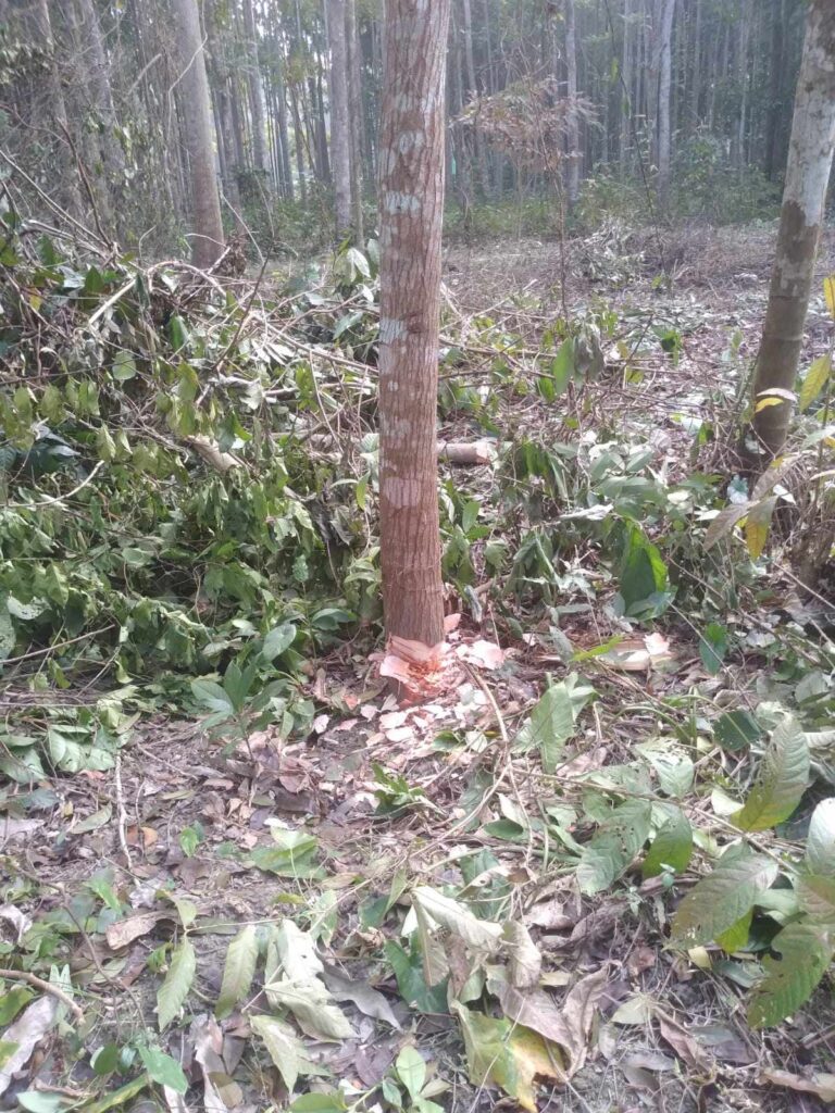লোহাগড়ায় সরকারি গাছ কেটে নিলো দুর্বৃত্তরা