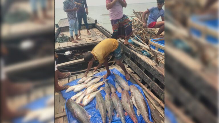 সাতক্ষীরায় ১৯টি মাছ বিক্রি হলো সাড়ে তিন লাখ টাকায়