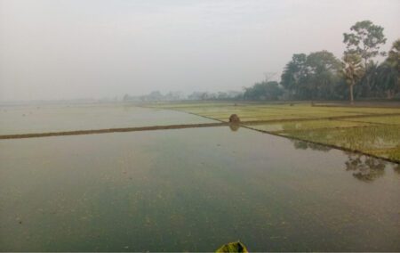 কেশবপুরে ঘেরের বাঁধ ভেঙে প্লাবিত ধানের ক্ষেত কেশবপুরে ঘেরের বাঁধ ভেঙে প্লাবিত ধানের ক্ষেত