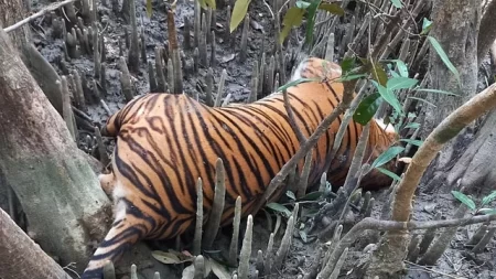 সুন্দরবনের গহিনে বাঘের মৃত্যু