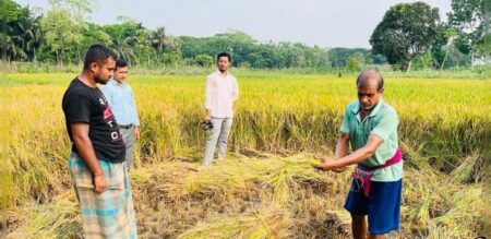 চিতলমারীতে ডায়াবেটিক রোগীদের খাবার উপযোগী ধান উৎপাদন