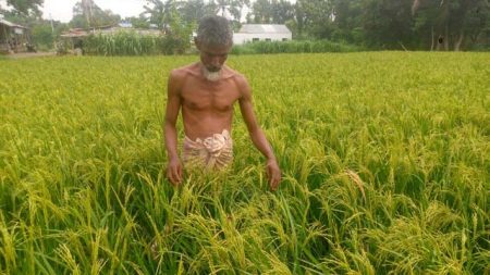 ঝিনাইদহের শৈলকুপা উপজেলার হাজামপাড়া মাঠে আউশ ক্ষেতে কৃষক আলি হোসেন