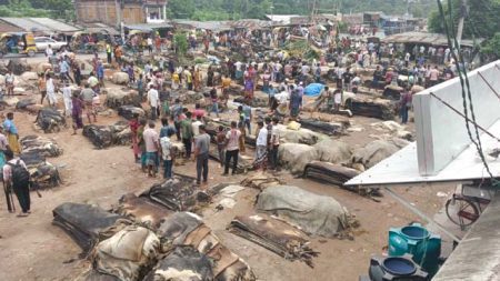 কাঙ্খিত দাম না পেয়ে হতাশ মৌসুমি চামড়া ব্যবসায়ীরা