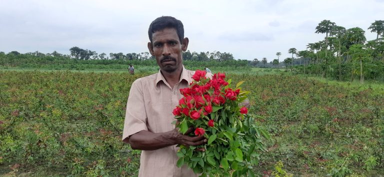 কল্যাণ: ঝিকরগাছার পানিসারা মাঠে ফুলক্ষেতে চাষি আজিজুর রহমান সরদার