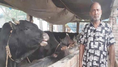 গাভি পালন করে স্বাবলম্বী মহেশপুরের শরিফুল