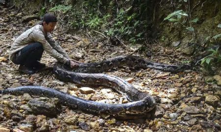 সন্তানের জন্য ওষুধ কিনতে যাওয়া মায়ের দেহ মিলল সাপের পেটে