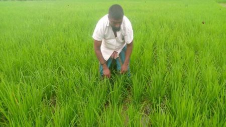 বৃষ্টি আশীর্বাদ হয়েছে ঝিনাইদহের আউশ চাষিদের