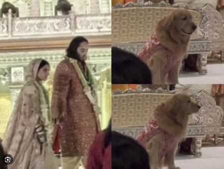 বরযাত্রীর পোশাকে বিয়েবাড়ি এসেছিল অনন্তর কুকুর। ছবি: সংগৃহীত