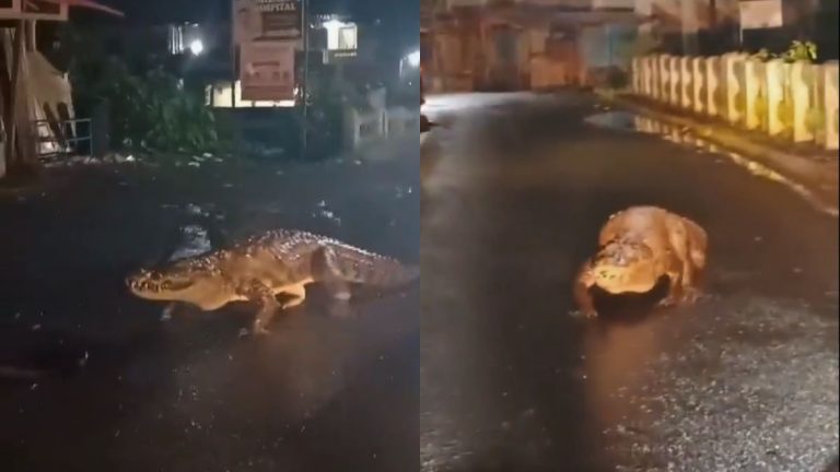 ভারী বৃষ্টির পর মহারাষ্ট্রের রাস্তায় ৮ ফুট লম্বা কুমির