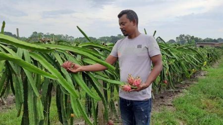 কল্যাণ : ঝিকরগাছায় নিজের ড্রাগন ক্ষেতে জেএম রিয়াজ মোর্শেদ।