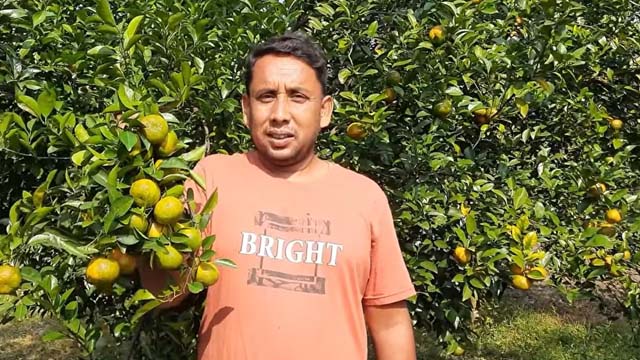 মিন্টুর বাগানে সবুজ পাতার ফাঁকে ঝুলছে হলুদ রঙের কমলা