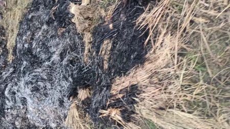 ঝিকরগাছায় শত্রুতায় ধানের গাদায় আগুন, ছাঁই হলো ১৫ কাটা জমির ধান কল্যাণ : ঝিকরগাছার বাঁকড়া ইউনিয়নের বড়খোলসীর শরিফুল ইসলামের ক্ষেতে ধানের গাদায় আগুন দেওয়া হয়।
