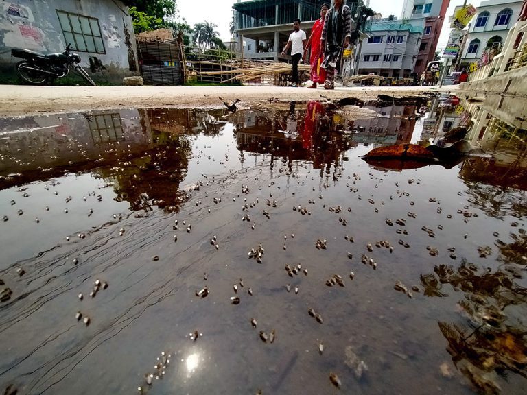 যশোরে মশা নিধনে ডেনমার্ক’র ম্যালাথিওন ব্যবহার, সুফল নেই