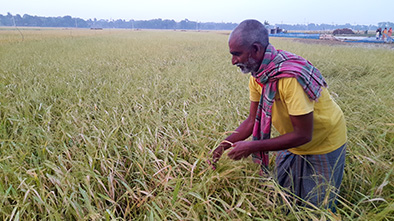 দীর্ঘদিন পর ধানচাষিদের মুখে লাভের হাসি : প্রতি বিঘায় লাভ ২০ হাজার টাকা