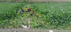 বুড়িভদ্রার মৃত্যু: নদীর সঙ্গে জীবনও হারাচ্ছে