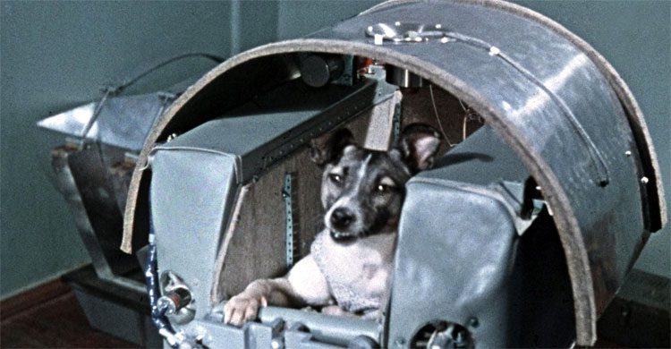 তুষারের শহর থেকে মহাকাশে লাইকা