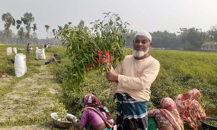 কুষ্টিয়ায় কাঁচা মরিচের বাম্পার ফলন