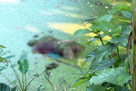 বেনাপোলে অজ্ঞাত যুবকের লাশ উদ্ধার