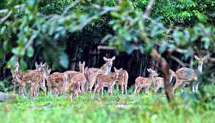 আজ বিশ্ব প্রাণী দিবস