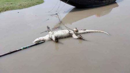 খালে ভাসছে পা হারানো কুমিরের দেহ