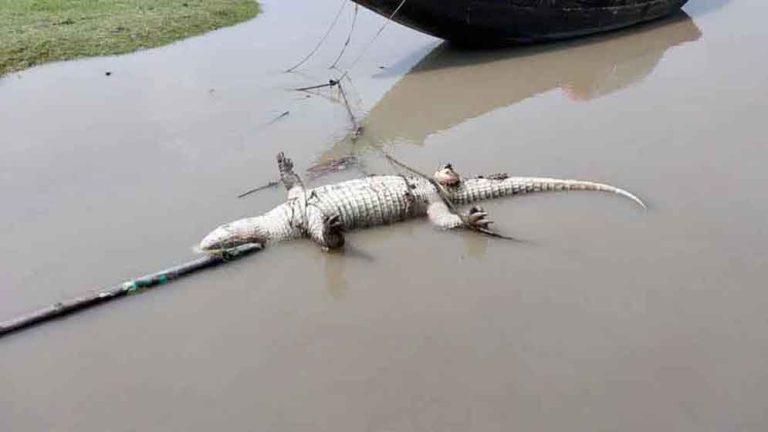 খালে ভাসছে পা হারানো কুমিরের দেহ খালে ভাসছে পা হারানো কুমিরের দেহ