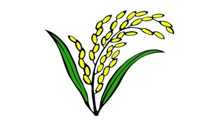 পাবে না ‘ধানের শীষ’, উদ্বেগে বিএনপির জোটবদ্ধ দলগুলো পাবে না ‘ধানের শীষ’, উদ্বেগে বিএনপির জোটবদ্ধ দলগুলো