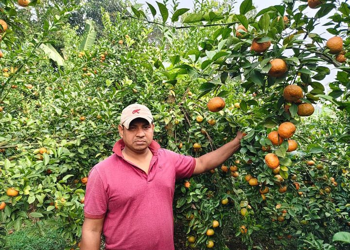 চায়না কমলা চাষ করে স্বাবলম্বী চৌগাছার মিলন